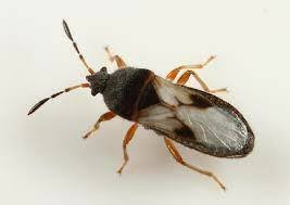 Get Rid Of Chinch Bugs In Lawns