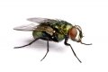 Get Rid Of Flies
