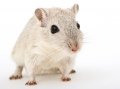 Get Rid of Rats and Mice