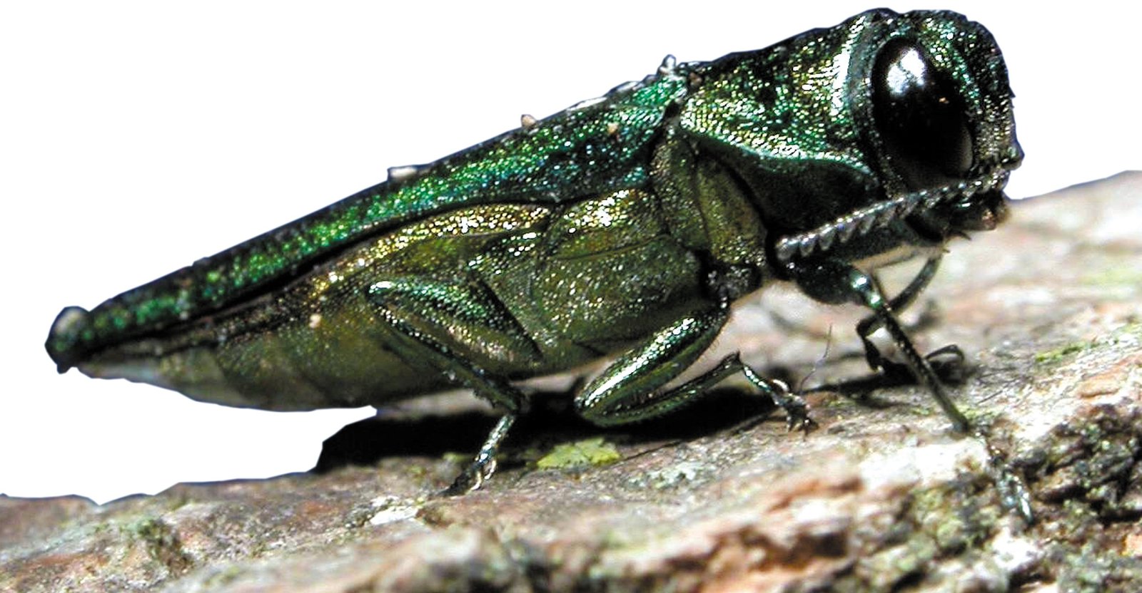 Emerald Ash Borer Pest Control Products and Supplies