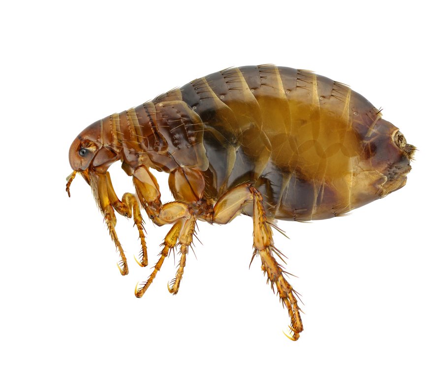 Flea Pest Control Products and Supplies