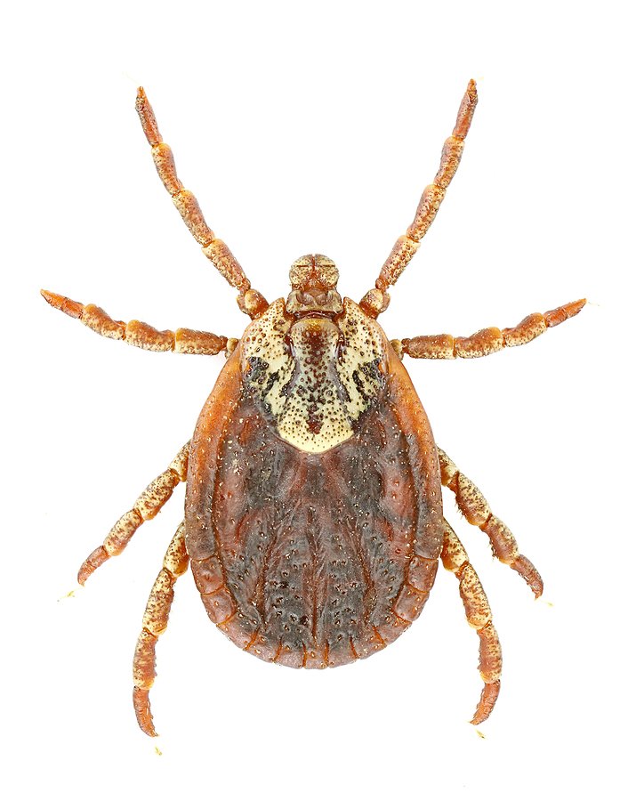 Tick Control Products and Supplies